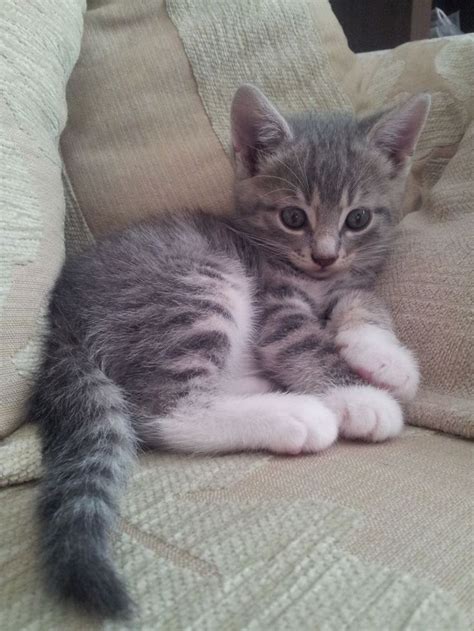 Pictures Of Grey Tabby Kittens Tabby Cat Names Inspiration And Ideas For Naming Your