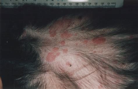 Skin Erythema Multiforme In Dogs Canis Vetlexicon