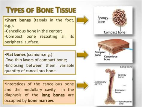 Image Result For Two Types Of Bone Tissue Slide Anatomy Bones Types