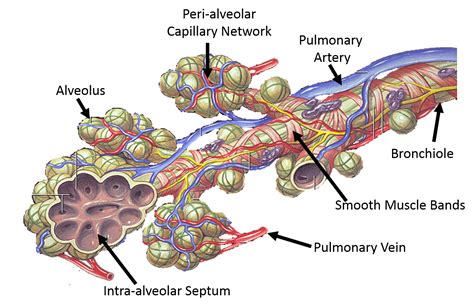 Alveolar Duct Alveolar Sac Alveolus Pulmonary Arteriole Pulmonary