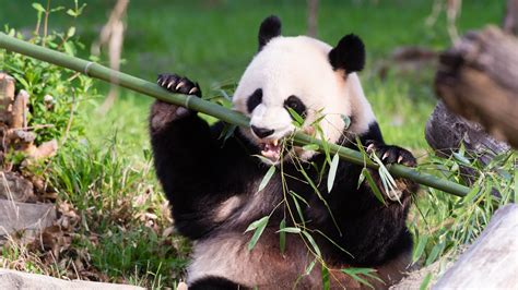 National Zoos Giant Panda Mei Xiang Gives Birth