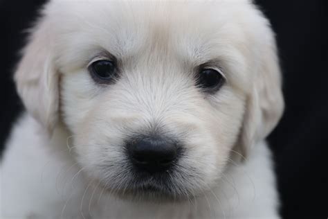 At texas rose, our puppies are valued treasures. Akc English Cream Golden Retriever Puppies For Sale Michigan