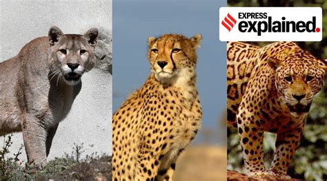 Cheetahs And Others Know The 7 Big Cats Explained Newsthe Indian
