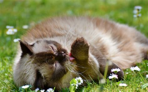 While you may not be. 4 Cat Hair Shedding Solutions for the Summer | East Valley ...