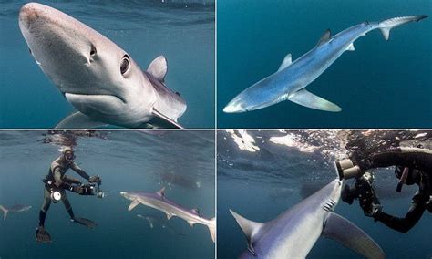 Stunning Images Show Elusive Blue Sharks Off The Cornish Coast Blue