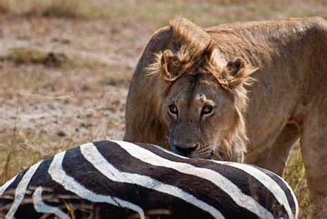 Lion Eating Zebra Stock Photos Pictures And Royalty Free Images Istock