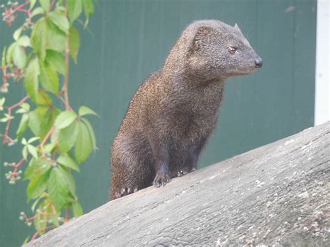 Slender Mongoose Dark Color Morph Zoochat