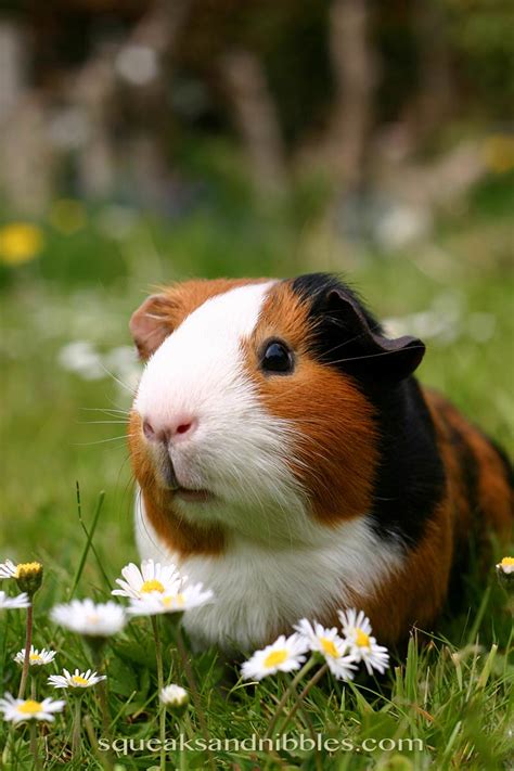What Do Guinea Pigs Play With A Guide From Squeaks And Nibbles