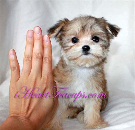 Stella Tiny Teacup Morkie Puppy Cream Colored Baby~baby