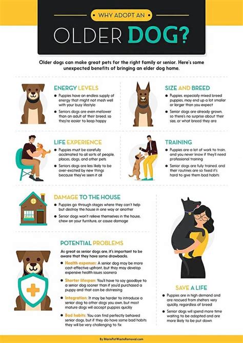 Why Adopt An Older Dog In 2020 Older Dogs Pets Adoption