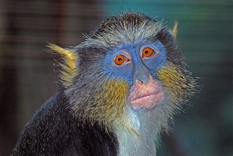 Monkey In Color Photograph By Michelle Cruz Fine Art America