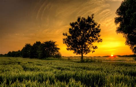 Field At Sunset Hd Wallpaper Background Image 3658x2361