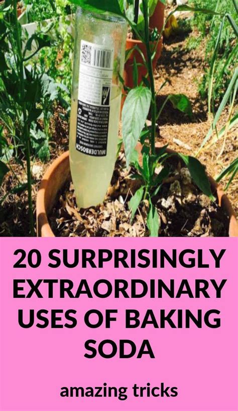 A Read More About Baking Soda In The Garden You Will Be Amazed Great