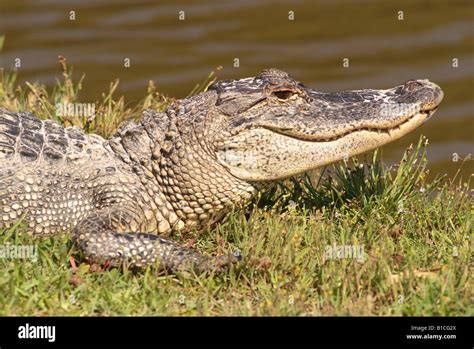 Usa Louisiana La Cajun Country Wild American Alligators In Swamp Avery