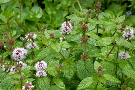 Water Mint Naturespot