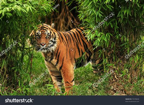 Scary Looking Male Royal Bengal Tiger Stock Photo Edit Now 79378630