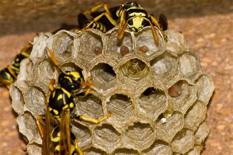 Put a little gasoline in a bug sprayer, it drops them instantly, a whole 6″ in diameter nest will be dead and gone in about 15 to 30 seconds, i've never heard of anything that keeps them from building a nest. Wasp Nest | Found this wasp nest under my deck railing ...