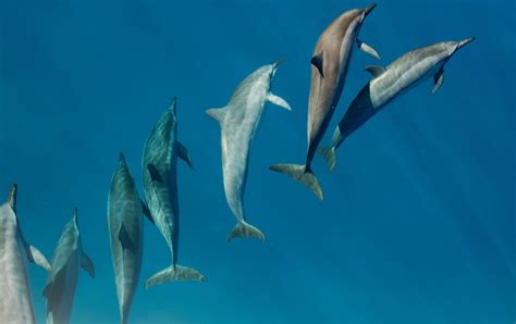 Are Dolphins Dangerous 17 Facts That Prove They Are — Best Life