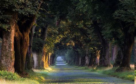 Nature Landscape Sunrise Trees Tunnel Grass Road Spring Germany