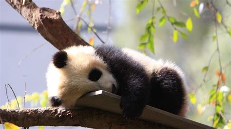 Download Cute Sleeping Baby Animal Animal Panda Hd Wallpaper