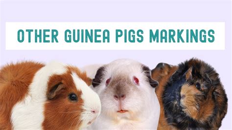The Ultimate Guide To Guinea Pig Breeds Markings And Colours Kavee Usa