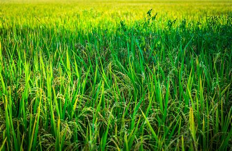 Fresh Green Rice Field Background Lush Green Paddy In Rice Field