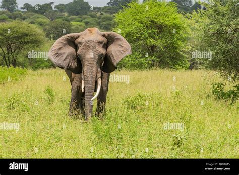 Lone Adult Male Bull African Elephant Loxodonta Africana On The