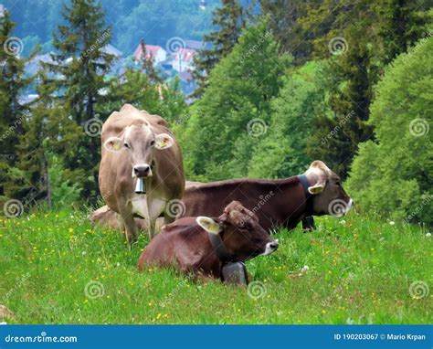 Cows On The On Meadows And Pastures On The Slopes Of The Pilatus Massif