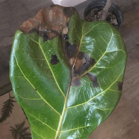 Fiddle Leaf Fig Spots Photo Troubleshooting Guide