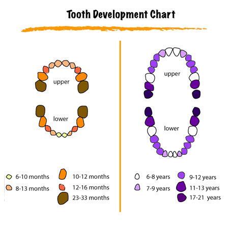 The teething process usually starts when kittens are. Color coded tooth eruption chart | Baby teeth