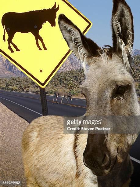 Donkey Crossing Photos And Premium High Res Pictures Getty Images