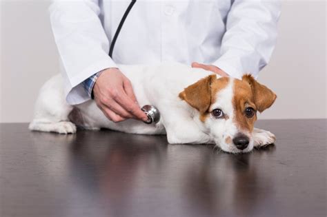 Why You Should Take Your Dog To The Vet Get Some Reason