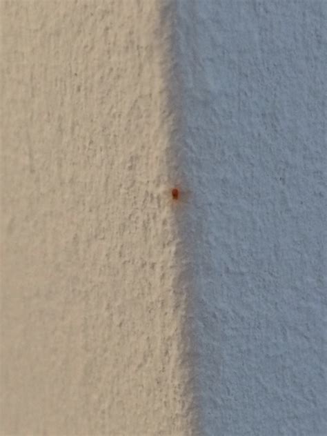 Meine vermutung ist, dass sie aus dem keller kommen, bin mir aber nicht sicher. Schwarze Punkte an Wand und ein rotes Insekt (Insekten ...