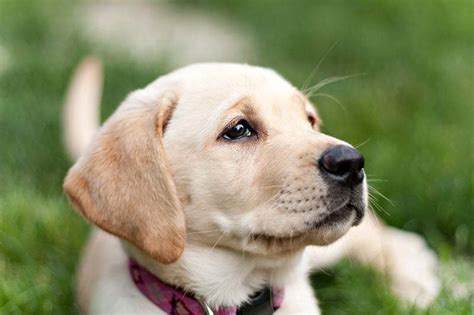As a puppy, the goldador may look deceptively petite. Cieczka u psa: co to jest i ile trwa? [lek wet Krystyna ...