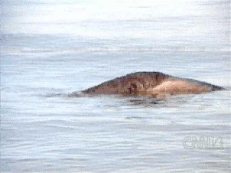 Чудовище озера ван