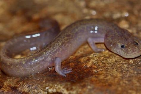 Types Of Salamanders In Missouri Pictures The Critter Hideout