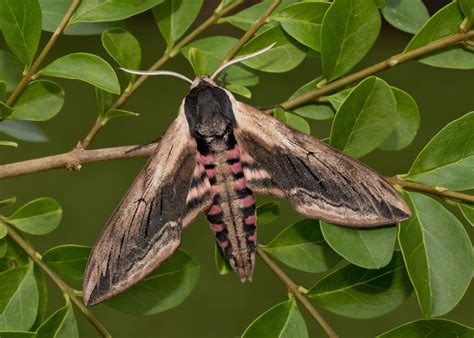 A Brown And Pink Moth Sitting On Top Of A Leafy Tree