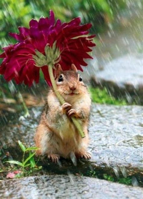 Cool Umbrella In Rainy Day Cute Animals Animals Wild Animals