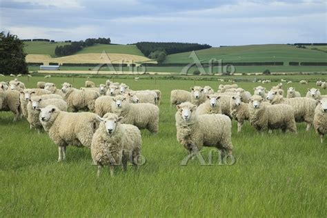 当アカウントでは開発中のゲームの最新情報をお知らせします。 ※ 当アカウントは株式会社アニプレックスが運営しています。 ます。 新ビジュアルは全8種ございます。 ※ ニュージーランド 羊の放牧 12657318 | 写真素材・ストック ...