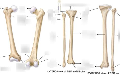 Femur And Tibia Fibula Diagram Quizlet