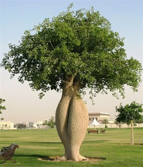 Ceiba Speciosa Bottle Tree Quinta Dos Ouriques