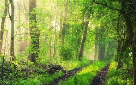 Foggy Green Forest Wallpaper Nature Wallpapers 41891