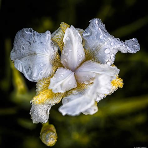 Flower Dew Juzaphoto