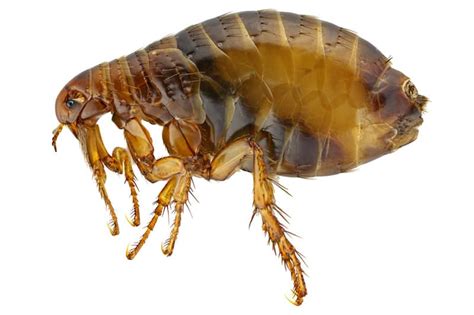Types Of Fleas Learn About Different Flea Species In The Usa