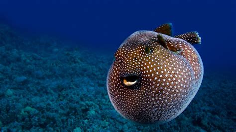Bing Fotos Guineafowl Pufferfish Hawaii © Visuals Unlimitedcorbis