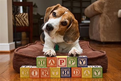 Birthday Beagle Happy Birthday Puppy Happy Birthday Dog Happy