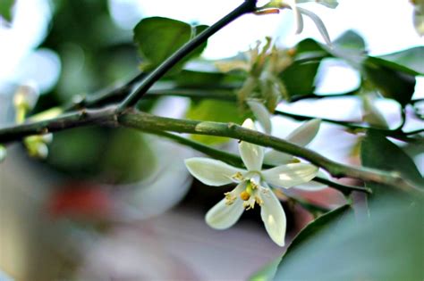 All the varieties are hardy. Dwarf Meyer Lemon Tree - Repotting and Care | Hearth and Vine