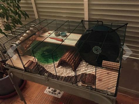 Great Cage Setup For A Syrian Hamster Syrian Hamster Cages Hamster Toys Syrian Hamster Toys