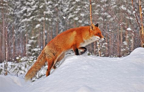 25 Perfectly Captured Photos Of Animals In Snow Snow Addiction News