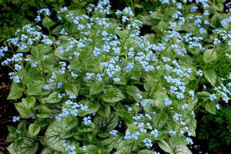 2012 Perennial Plant Of The Year Brunnera Macrophylla Jack Frost